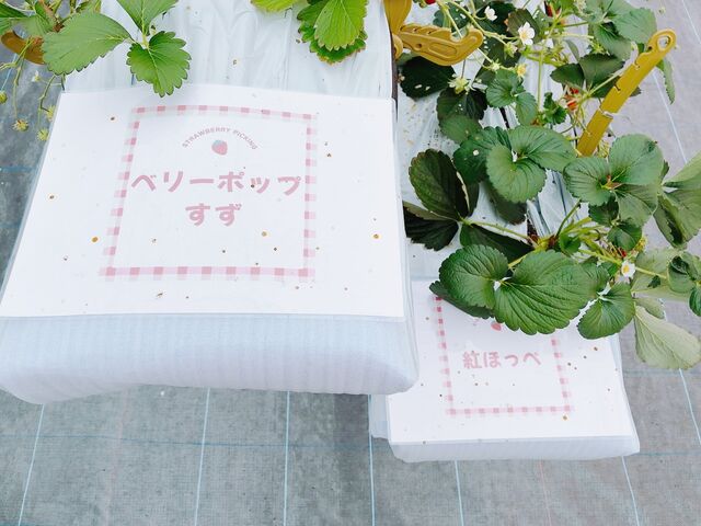 �������̎��_�΂΂����t�@�[��