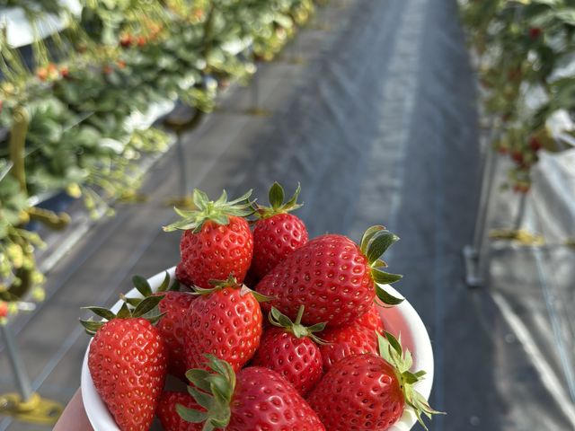 �J�b�v�ɑ吷��ł������Ƀy�����ł��I_�΂΂����t�@�[��