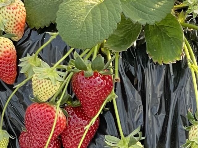 ume����̋ߓ����������̓��e�ʐ^1