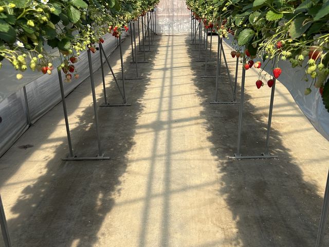 �L���n�E�X��_�ό��_�� Bee my Berry