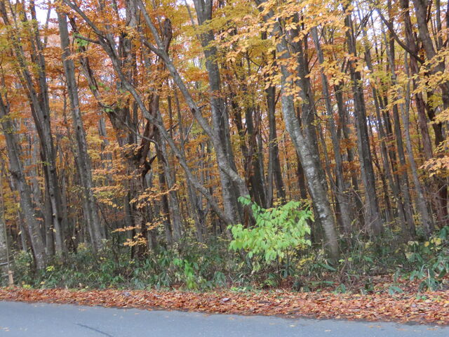 ���b�c�t�߂̍g�t_���b�c�E�\�a�c�S�[���h���C��