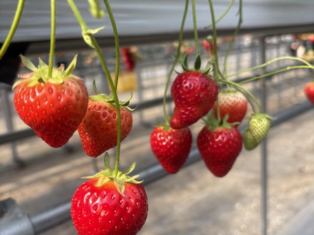 �W���[�V�[���_�r�{�_��