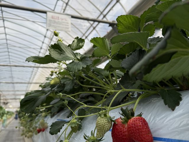 �Q�������t���ĉ��������B
���C�ɓ���͍g�ق��؁I
�傫���ĊÂ��Ă߂�����������������B_�����̂�������