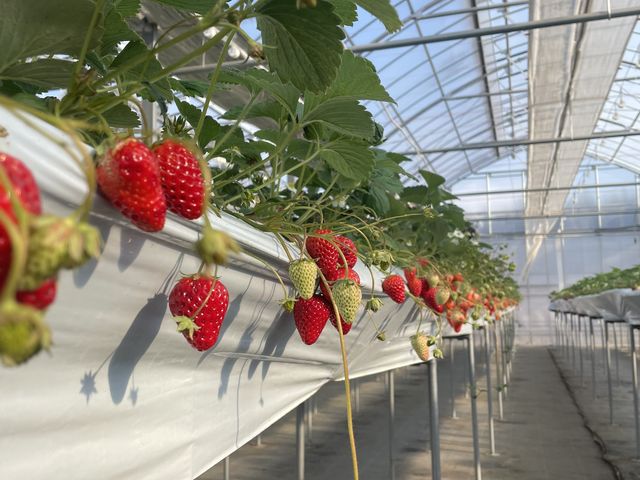 �Â��ăW���[�V�[���_�X��䕉�