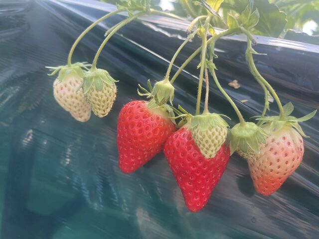 �Ԃ��̂��v���X�`�b�N���̂͂��݂Ő؂�܂��B_��������̂�������