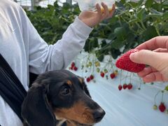 �����̘[�̂��������̎ʐ^1