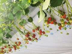 �����������������̎ʐ^2