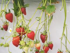 �����������������̎ʐ^4