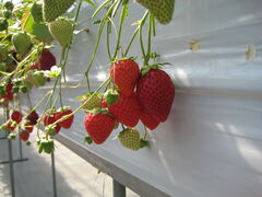 strawberry farm �܂��ƍH�[�̎ʐ^1