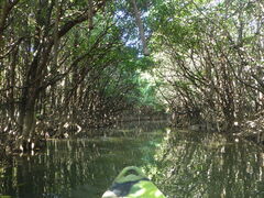 �G�R�c�A�[�v�J�v�J�̎ʐ^1