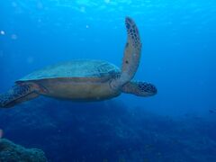 �����C�g�Ί_���_�C�r���O�V���b�v�̎ʐ^1