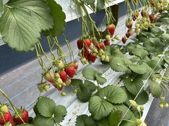 �΂΂����t�@�[���̎ʐ^3