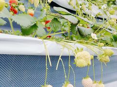 �΂΂����t�@�[���̎ʐ^1