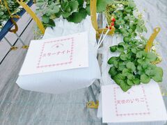 �΂΂����t�@�[���̎ʐ^3