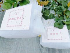 �΂΂����t�@�[���̎ʐ^4