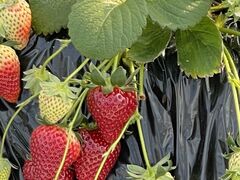 �ߓ����������̎ʐ^1