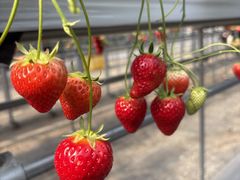 �r�{�_���̎ʐ^1