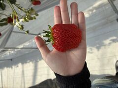 �����̂����� ���̎q��X�̎ʐ^1