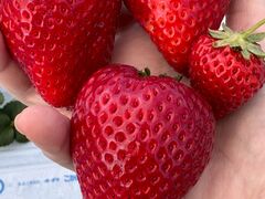 MASHIKO�@STRAWBERRY�@FARM�̎ʐ^1