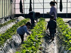 �x�_���̎ʐ^1