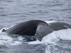 ����A�C�����h�N���[�̎ʐ^1