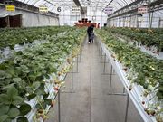 ��[������̃R���R���������t�@�[�� �K�[�f���̓��e�ʐ^1