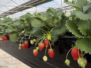 ��������̊ێR���������̓��e�ʐ^1