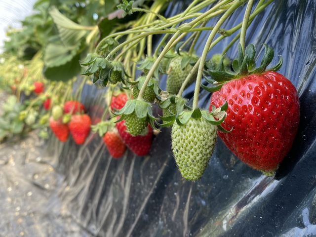 �^���ԂȂ��������A�̂肫��Ȃ����ŁA�����Ă��܂�_�������R�_��@�����������񂿂��