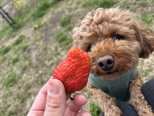 ��ꂽ�Ă̂��������������܂����B_StrawberryBase
