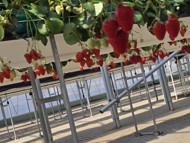 �C�`�S�̕c����ɏ���Ă���̂ŉq���I�ł����B
�t�ɂ�����Ă���̂ł��Ⴊ�ނƂ悭�����܂��B_�I�A�V�X�t�@�[�����ԓ�{��