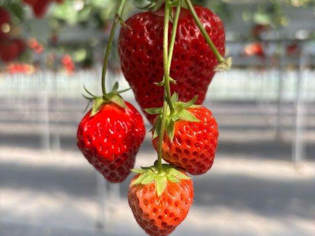 �������������������ɁA�S�܂Ŗ�������܂����B_������܉ʎ���