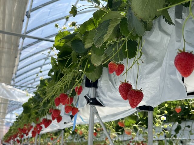 ���[����񂳂�̂����ӂ��[�ނ̓��e�ʐ^1