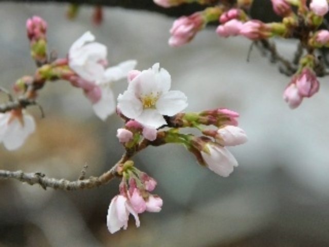 U����̋��M���̍��̓��e�ʐ^2