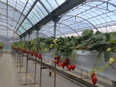 �X�g���x���[�@���w���̎ʐ^1