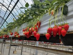 �X�g���x���[�@���w���̎ʐ^2