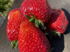 �������R�_��@�����������񂿂��̎ʐ^3