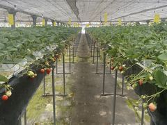 �s�����k�g���@�������������̎ʐ^1