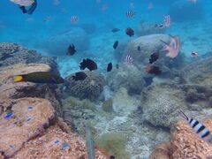 �݂̂���̃V���m�[�P�����O���X �V�[�g���x���[�ߔe�X�ւ̓��e�ʐ^1