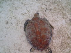 yu����̋{��blue�܂ق�΂ւ̓��e�ʐ^1