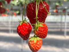 ������܉ʎ����̎ʐ^1