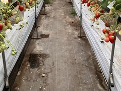 Eitoku Farm �������� �y�舤�`���Ƃȁ`�z�̎ʐ^2