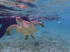 �V�[�g���x���[�̎ʐ^1