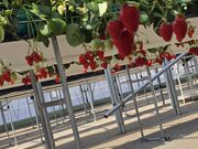 ���Ȃ�����̃I�A�V�X�t�@�[�����ԓ�{�؂̓��e�ʐ^1