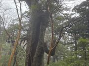 �̂Ԃ�񂳂��Yamakara���v���̓��e�ʐ^5