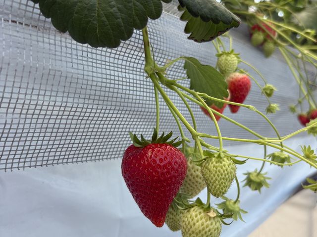 �ق������_OBLADI strawberry farm