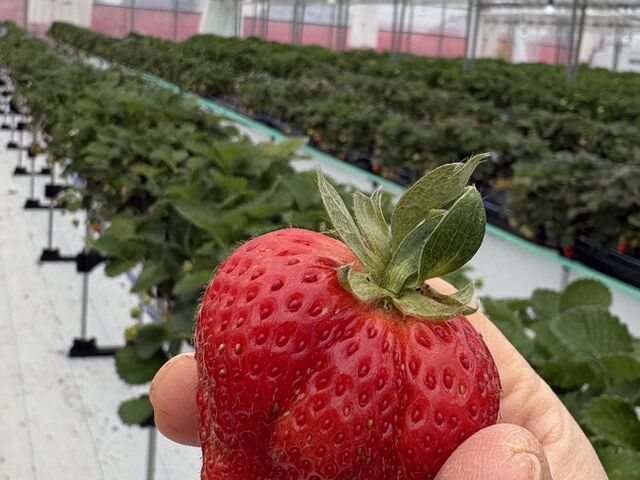 �f�J�_UluuGardensSAGA