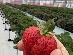 UluuGardensSAGA�̎ʐ^1