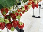 �j�[���΂��񂳂�̃O���[���r�W�l�X���{���������̓��e�ʐ^2