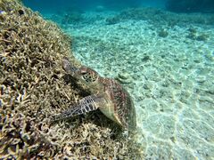 OCEAN LIFE�̎ʐ^1