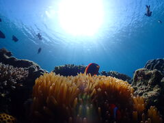 �_�C�r���O�V���b�vTI.OCEAN�̎ʐ^1